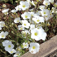 Arenaria montana 'Snow White'